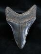 Jet Black And Glossy Inch Megalodon Tooth #1662-2
